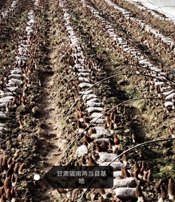 &#21326;&#20307;&#24179;&#21488;&#45;&#21326;&#20307;&#40;&#20013;&#22269;&#41;
