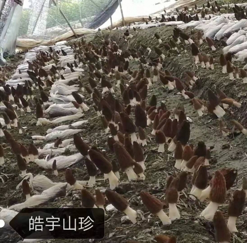 &#21326;&#20307;&#24179;&#21488;&#45;&#21326;&#20307;&#40;&#20013;&#22269;&#41;