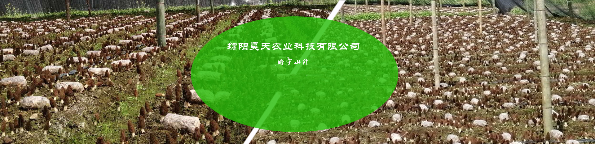 &#21326;&#20307;&#24179;&#21488;&#45;&#21326;&#20307;&#40;&#20013;&#22269;&#41;