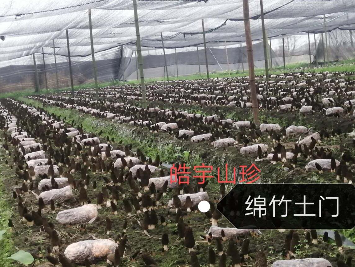 &#21326;&#20307;&#24179;&#21488;&#45;&#21326;&#20307;&#40;&#20013;&#22269;&#41;