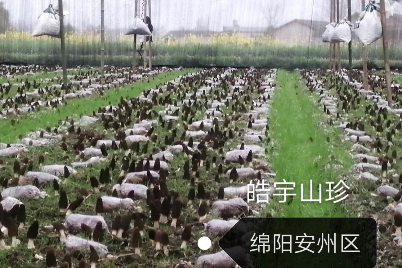 &#21326;&#20307;&#24179;&#21488;&#45;&#21326;&#20307;&#40;&#20013;&#22269;&#41;